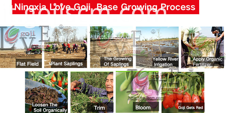 Nuovo processo di coltivazione della bacca di Goji naturale New Natural Goji Berry growing process